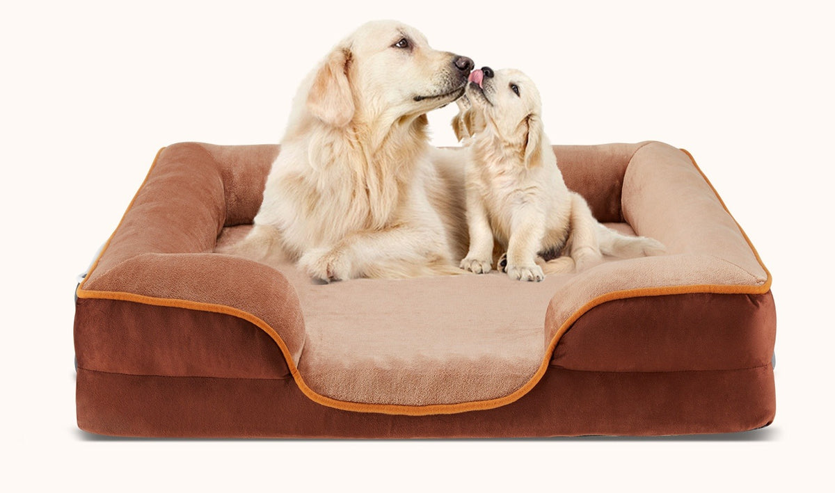 Golden retriever and puppy on a chocolate brown bolster couch bed with a tan top and orange piping
