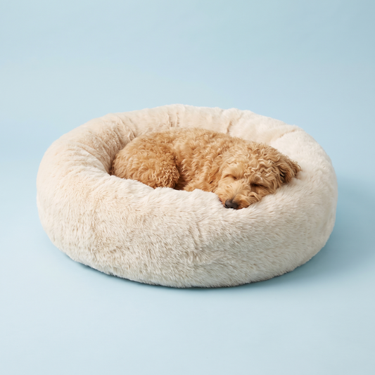 How to Choose a Calming Bed for an Anxious Dog