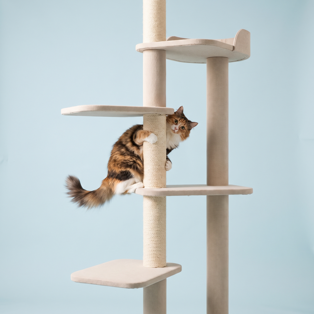 Where Your Cat Actually Wants the Cat Tree