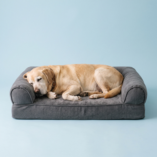 Senior Pets and Joint Comfort: A Practical Guide