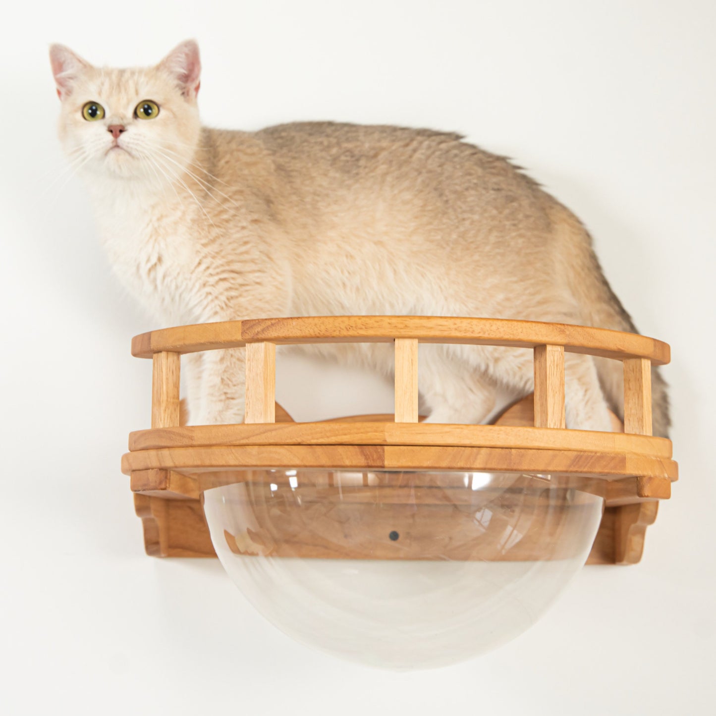 Wall Mounted Cat Bed for Indoor Cats, Clear Bubble Cat Perch Wall Shelf with Removable Dome, Space-Saving Wood Cat Furniture for Napping & Lounging