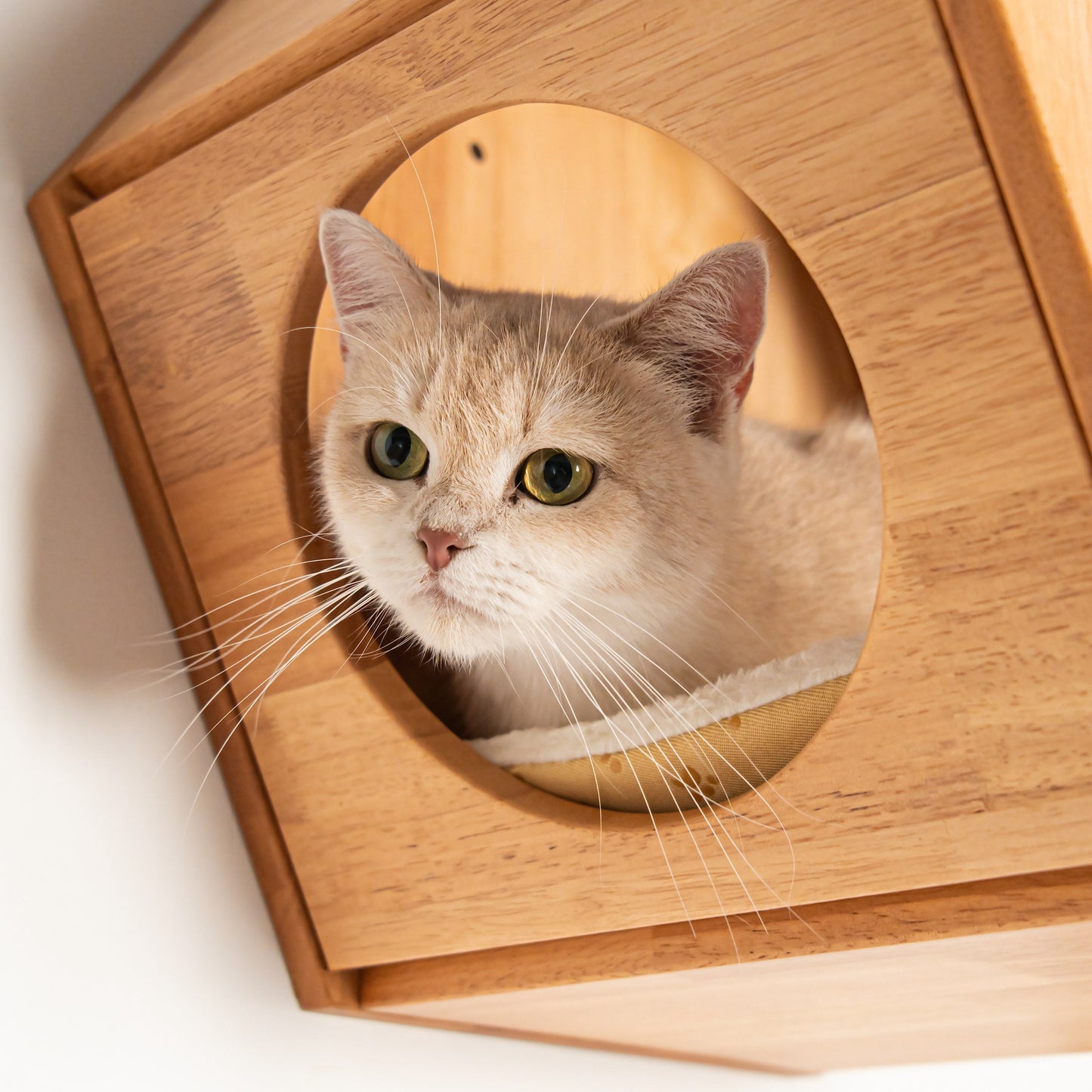 Large Hexagon Cat Wall House for Indoor Cats, Open-Front Wooden Wall Mounted Bed & Cave Perch, Space-Saving Design for Cat Walls & Living Rooms