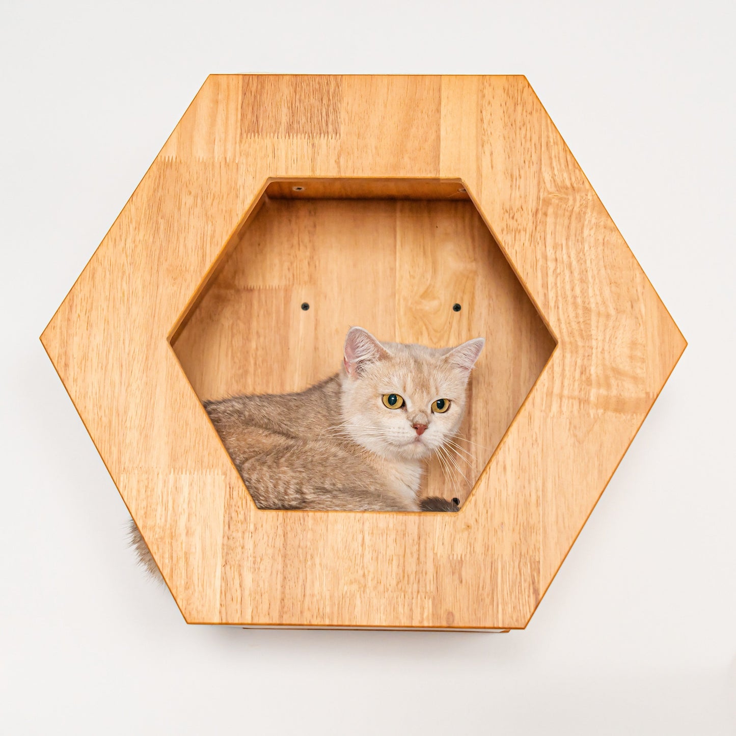 Large Hexagon Cat Wall House for Indoor Cats, Open-Front Wooden Wall Mounted Bed & Cave Perch, Space-Saving Design for Cat Walls & Living Rooms