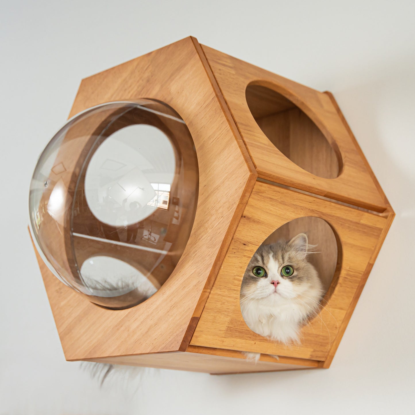 Large Hexagon Cat Wall Bubble House for Indoor Cats, Wooden Wall Mounted Bed with Removable Clear Dome Lookout, for Cat Walls & Living Rooms