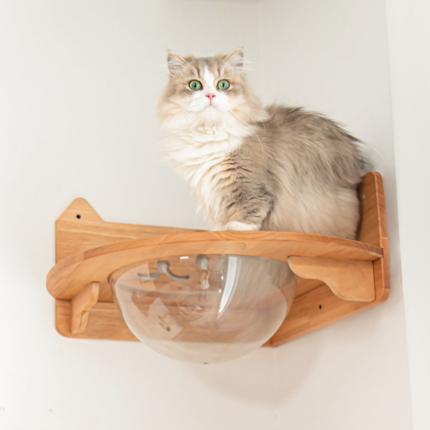 Corner Cat Wall Bubble Perch for Indoor Cats, Clear Lookout Bowl with Rubberwood Frame & Guard Rails, Space-Saving Wall Shelf Bed for Small Rooms
