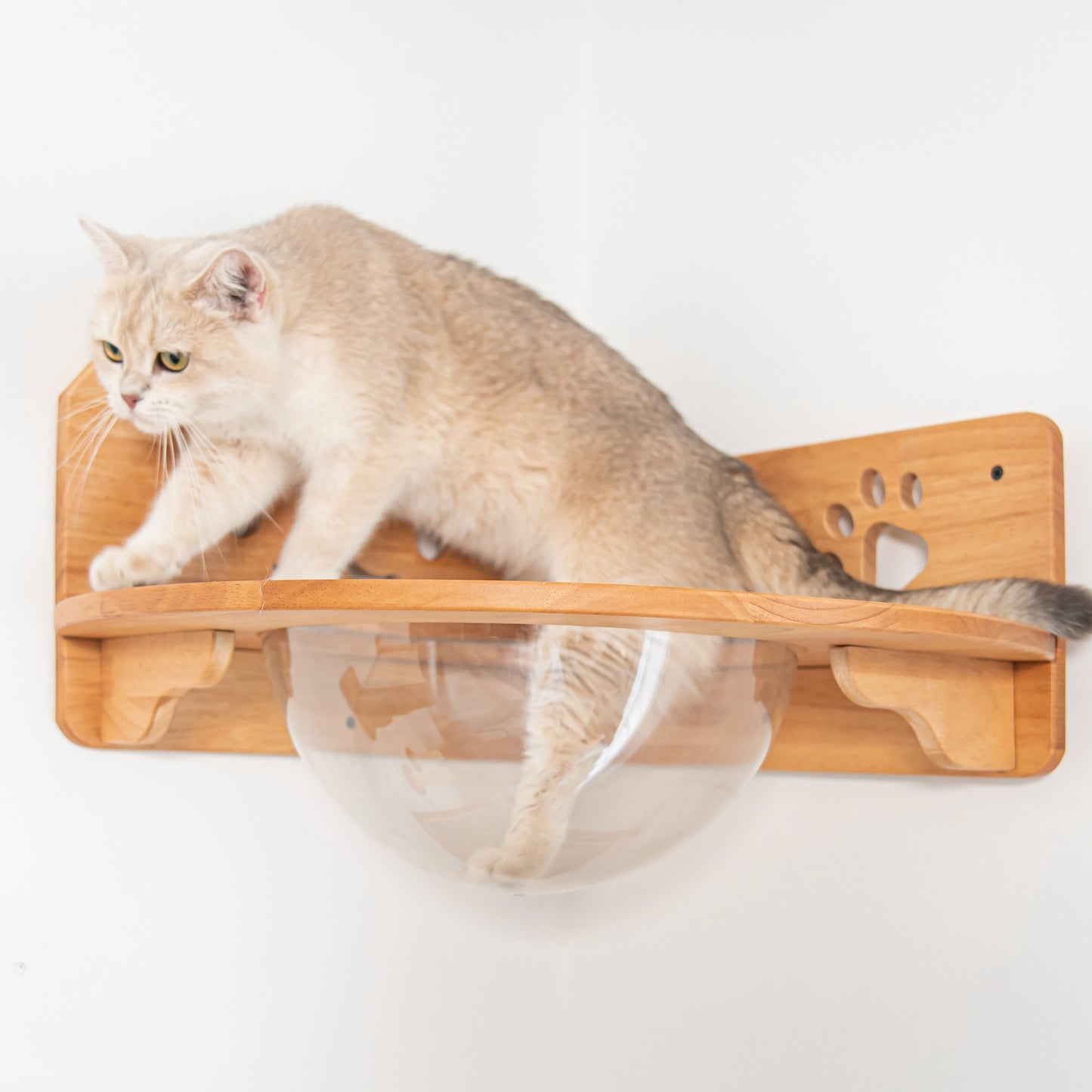 Corner Cat Wall Bubble Perch for Indoor Cats, Clear Lookout Bowl with Rubberwood Frame & Guard Rails, Space-Saving Wall Shelf Bed for Small Rooms