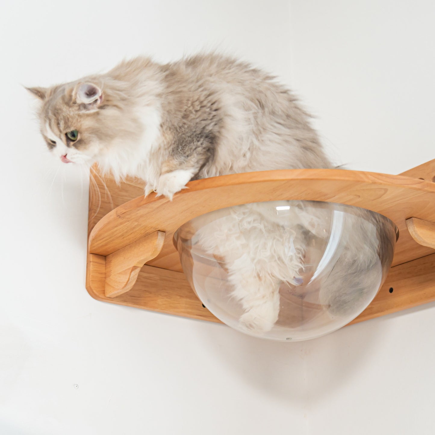 Corner Cat Wall Bubble Perch for Indoor Cats, Clear Lookout Bowl with Rubberwood Frame & Guard Rails, Space-Saving Wall Shelf Bed for Small Rooms