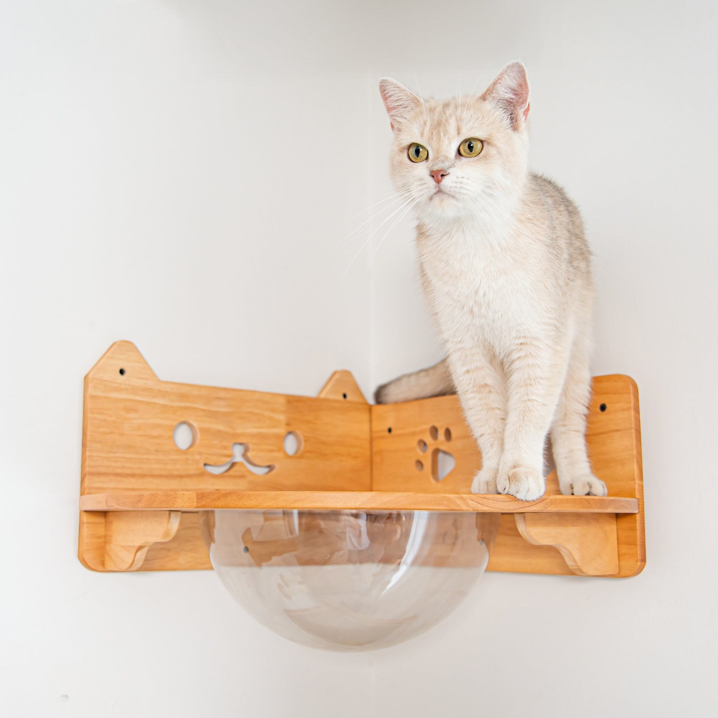 Corner Cat Wall Bubble Perch for Indoor Cats, Clear Lookout Bowl with Rubberwood Frame & Guard Rails, Space-Saving Wall Shelf Bed for Small Rooms