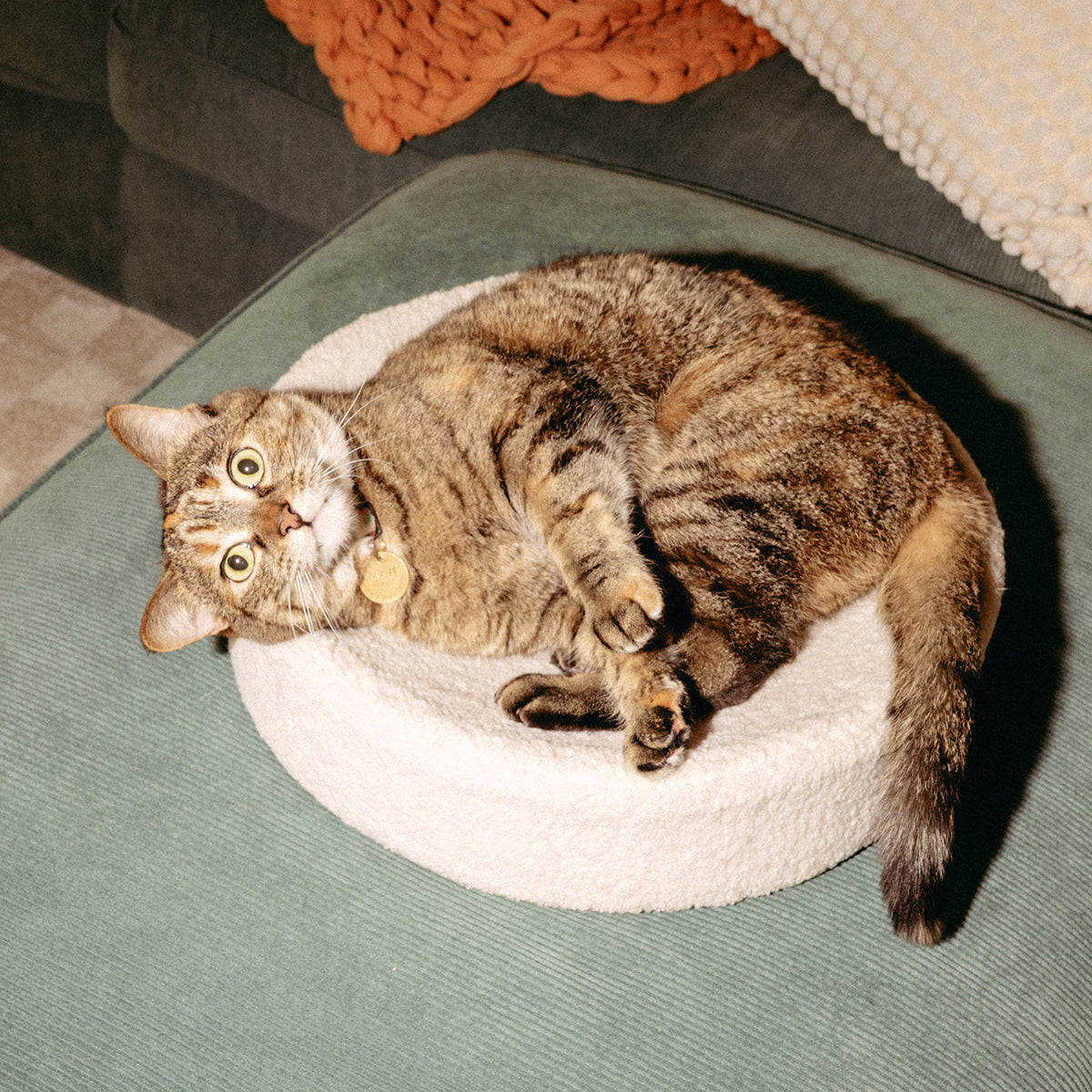 Modern Cat Bed Cushion for Indoor Cats & Kittens, Sculpted Foam Nest with Soft Faux Shearling Cover, for Napping, Lounging, Bedrooms & Sunny Spots