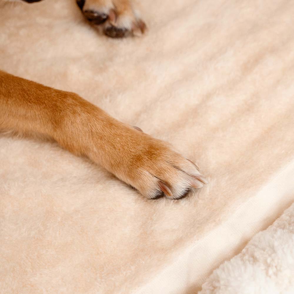 Striped Dog House Bed for Small & Medium Dogs, Covered Plush Pet Hideaway with Foam Support, Washable Covers, Non-Slip, for Cats, Bedrooms & Corners