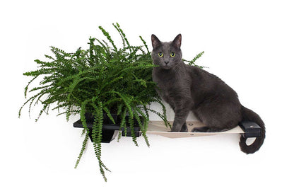 Wall-Mounted Cat Hammock with Planter for Indoor Cats, Hanging Lounge Bed for Cat Grass & Greenery, Stud-Mount Wall Furniture for Napping & Foraging
