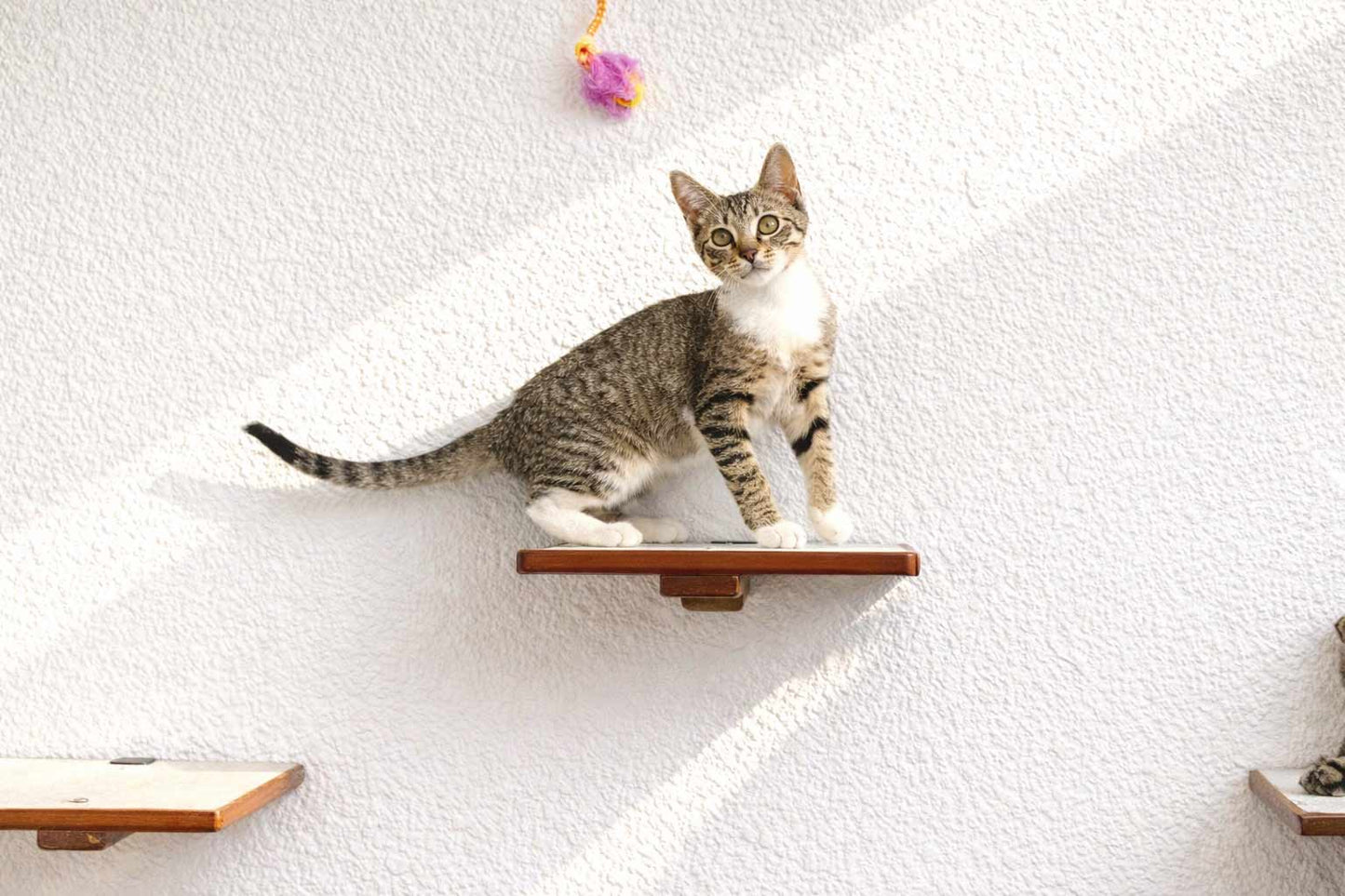 Wall-Mounted Wooden Cat Perch for Indoor Cats, Sturdy Floating Shelf Bed, Space-Saving Cat Wall Furniture for Climbing, Lounging & Room Watching