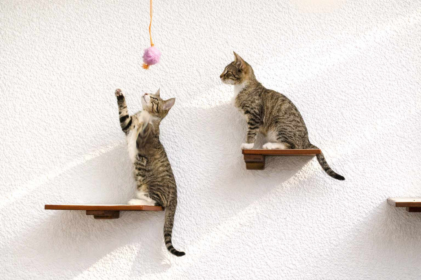 Wall-Mounted Wooden Cat Perch for Indoor Cats, Sturdy Floating Shelf Bed, Space-Saving Cat Wall Furniture for Climbing, Lounging & Room Watching