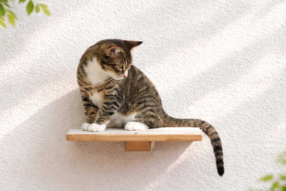 Wall-Mounted Wooden Cat Perch for Indoor Cats, Sturdy Floating Shelf Bed, Space-Saving Cat Wall Furniture for Climbing, Lounging & Room Watching