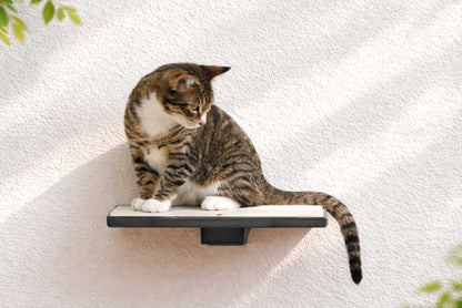 Wall-Mounted Wooden Cat Perch for Indoor Cats, Sturdy Floating Shelf Bed, Space-Saving Cat Wall Furniture for Climbing, Lounging & Room Watching
