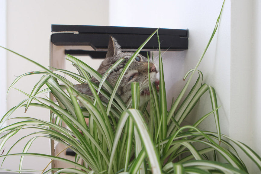 Deluxe Wall-Mounted Cat Cubby Bed for Indoor Cats, Covered Hideaway with Perch & Planter or Feeder Option, Cat Wall Furniture for Privacy & Lounging