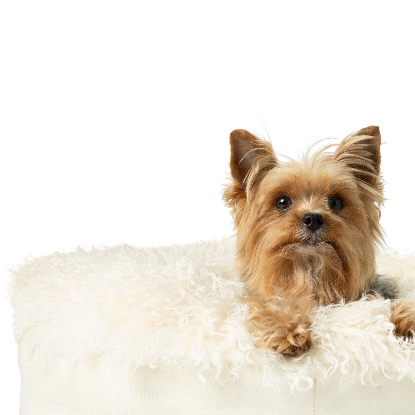 Luxe Faux Fur Donut Pet Bed for Cats & Small Dogs, Calming Plush Round Cuddler with Removable Washable Cover, for Snuggling, Bedrooms & Living Rooms