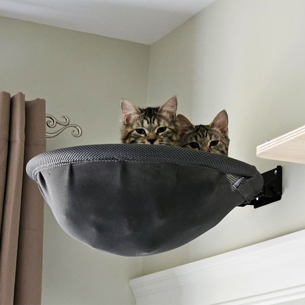 Two tabby cats peeking over the rim of the mesh wall hammock mounted by a window