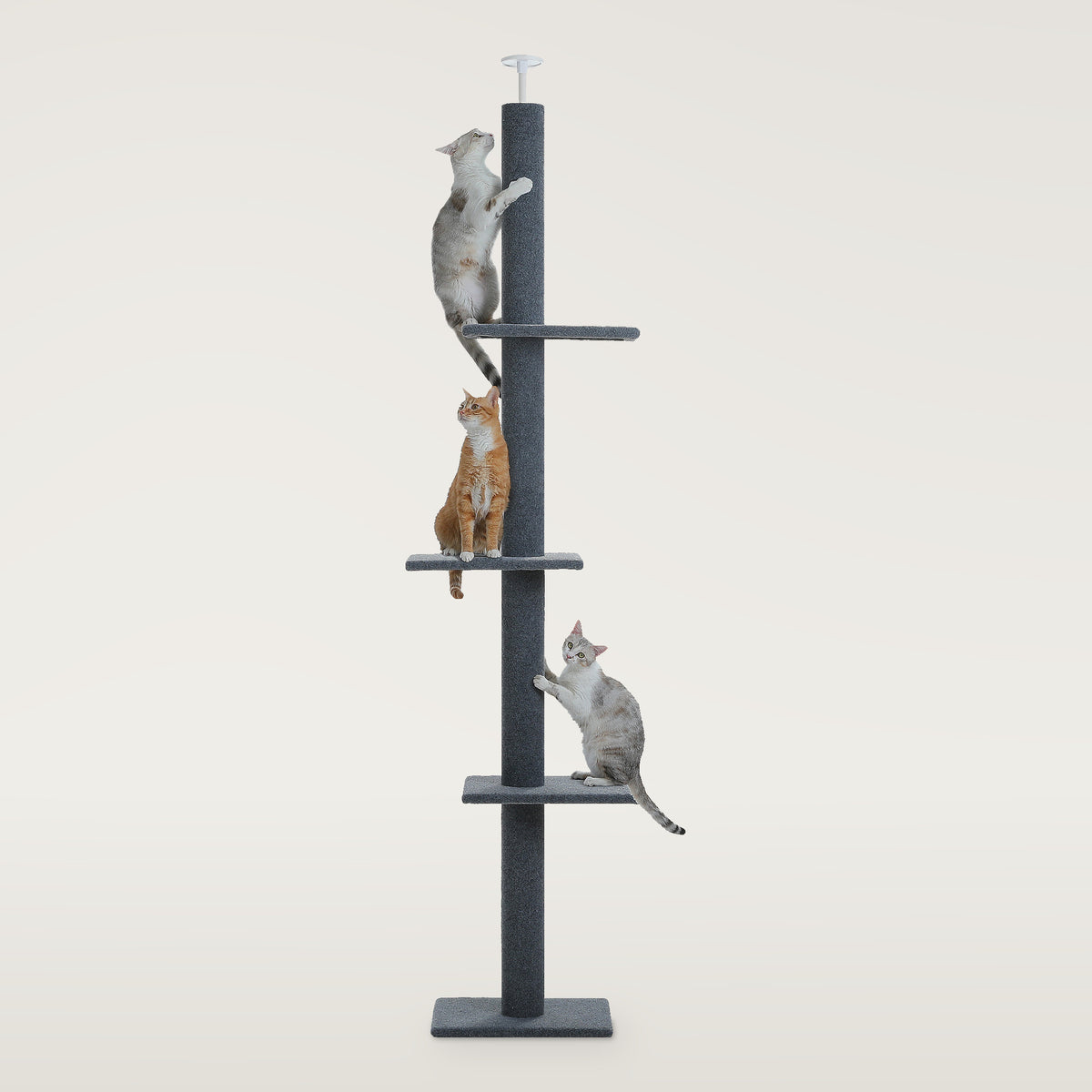 Dark grey floor-to-ceiling cat tree pole with three platforms, a ceiling cap and three cats climbing