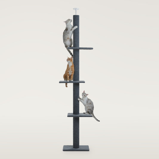 Dark grey floor-to-ceiling cat tree pole with three platforms, a ceiling cap and three cats climbing