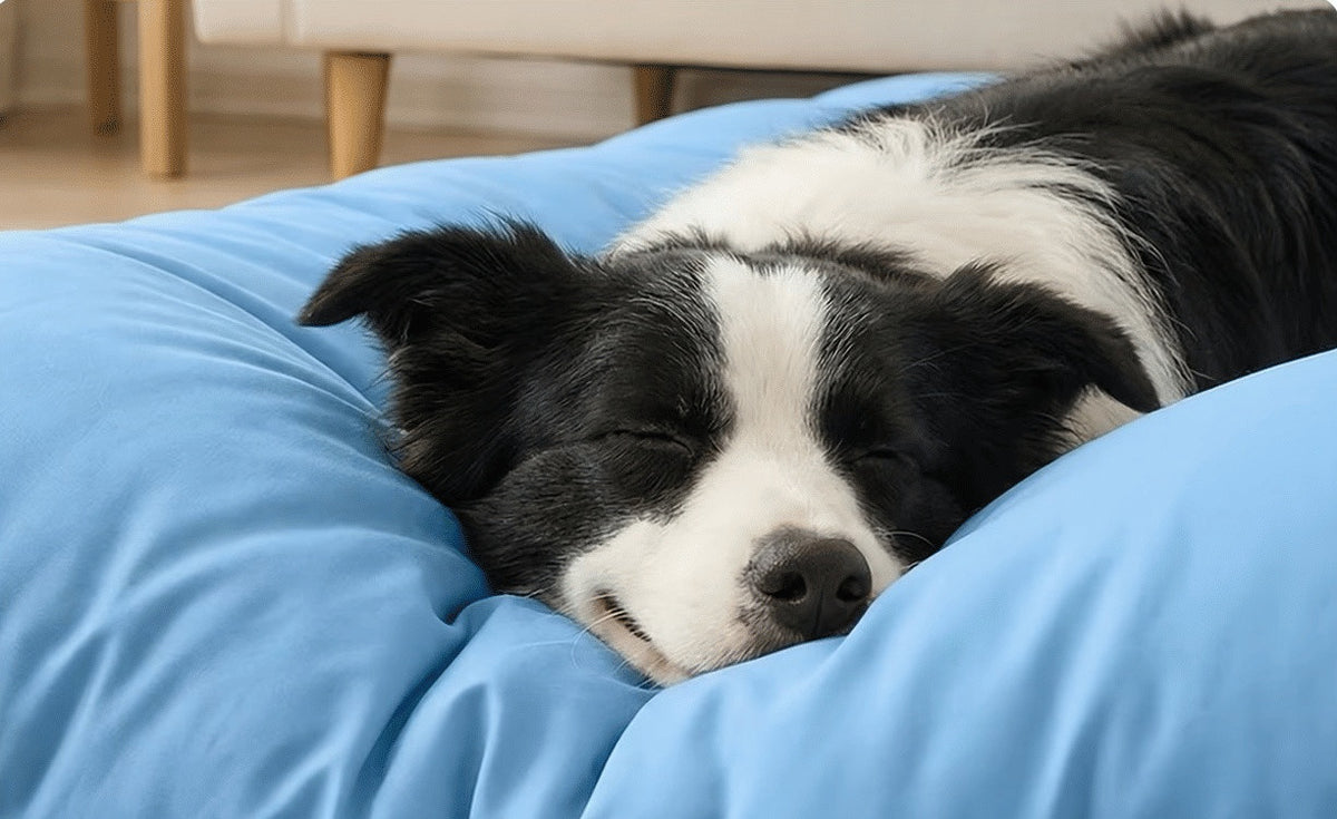 Black and white dog sleeping on the soft light-blue quilted mat