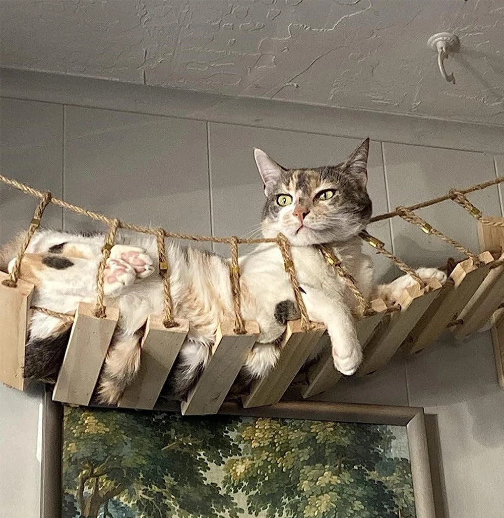 Tabby cat lying on the wooden slat bridge with rope sides, mounted high on a wall