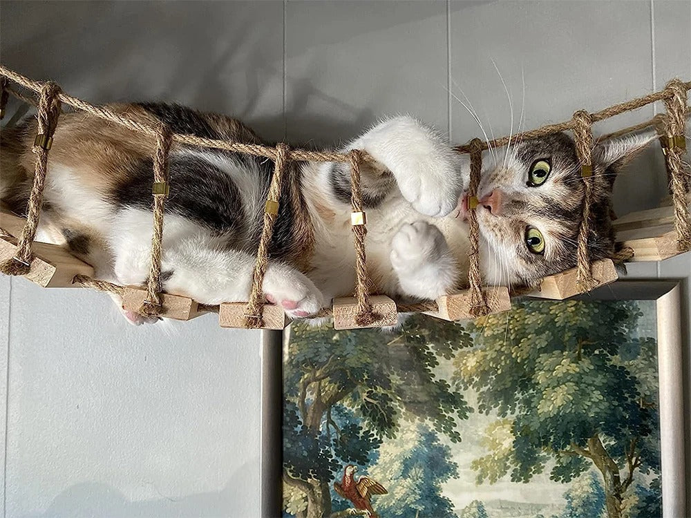 Two cats lying on the wooden slat and rope bridge, seen from below