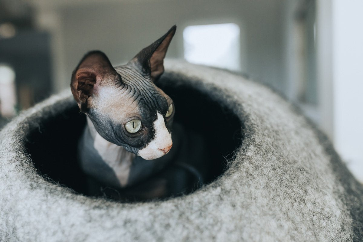 Gradient Wool Felt Cat Cave for Indoor Cats & Kittens, Modern Calming Hideaway Bed for Hiding & Napping, for Living Rooms, Bedrooms & Quiet Corners
