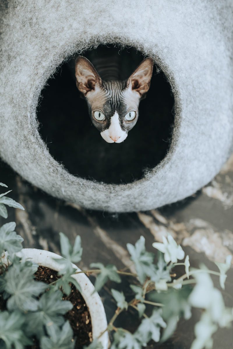 Gradient Wool Felt Cat Cave for Indoor Cats & Kittens, Modern Calming Hideaway Bed for Hiding & Napping, for Living Rooms, Bedrooms & Quiet Corners